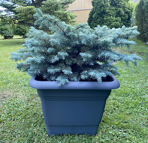 Glauca Globosa