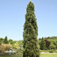 Pinus nigra Пирамидалис (фото #2)