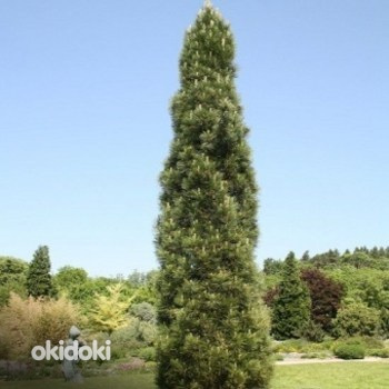 Pinus nigra Piramidalis (foto #2)