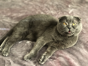 Scottish Fold otsib pruuti (3 foto / 3)