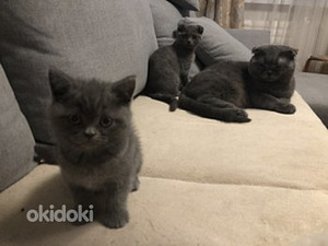 Scottish Fold otsib pruuti (3 foto / 3)