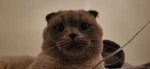 Scottish fold otsib pruuti (2 foto / 2)