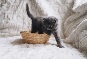 Scottish fold imeline tüdruk 1,5 kuud (3 foto / 7)