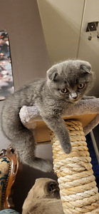 Scottish fold imeline tüdruk 1,5 kuud (5 foto / 7)