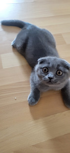 Scottish fold imeline tüdruk 1,5 kuud (1 foto / 7)