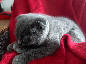 Scottish Fold девочка 2 мес 100% порода (4 фото из 8)