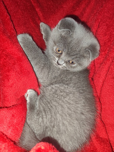 Scottish Fold девочка 2 мес 100% порода (5 фото из 8)