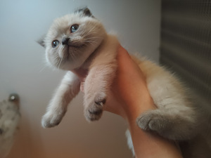 Scottish Fold kassipoeg Color point Blue eyes (4 foto / 7)
