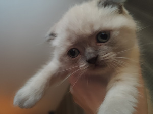 Scottish Fold kassipoeg Color point Blue eyes (5 foto / 7)