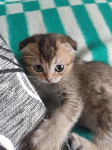 Scottish Fold shinshilla s.21.08.25 tüdruk (6 foto / 8)
