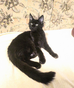 Maine Coon