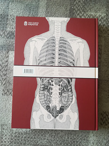 Inimese anatoomia (2 foto / 4)