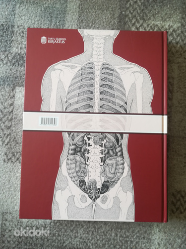 Анатомия человека (фото #2)