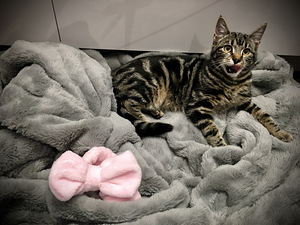 Котята ищут любящую семью! (6 фото из 10)