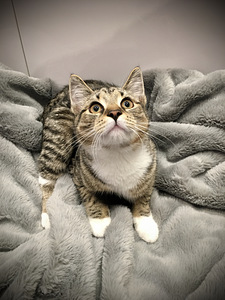 Котята ищут любящую семью! (7 фото из 10)