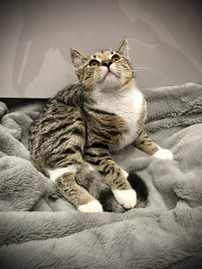 Котята ищут любящую семью! (10 фото из 10)