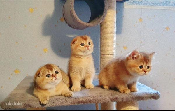 Шотландские золотые котята (фото #9)