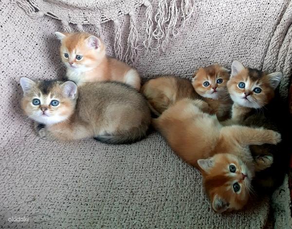 Šoti kuldsed kassipojad (foto #10)