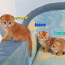 Kuldsed šoti kassipojad (foto #5)