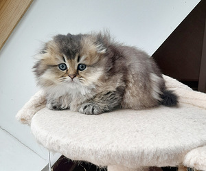Scottish fold, sugupuuga WCF (1 foto / 10)
