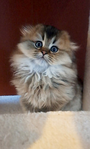Scottish fold, sugupuuga WCF (10 foto / 10)