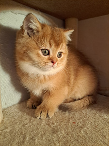 Scottish fold kassipojad WCF (3 foto / 8)