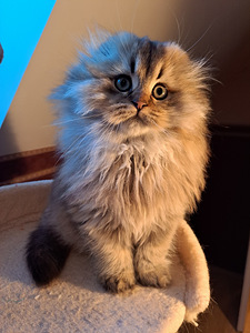 Scottish fold kassipojad WCF (7 foto / 8)
