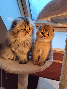 Scottish fold kassipojad WCF (8 foto / 8)