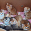 Šoti kuldsed kassipojad (foto #1)