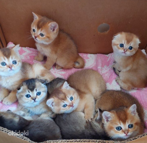 Šoti kuldsed kassipojad (foto #1)