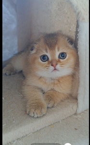 Золотой шотландский мальчик (8 foto / 10)