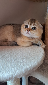 Scottish fold, tüdruk (2 foto / 9)