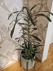 Dracaena (Draakonipuu) (1 foto / 2)