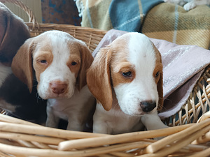 Beagle kutsikad Lätist (poisid) (7 foto / 8)