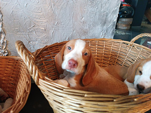 Beagle kutsikad Lätist (poisid) (3 foto / 8)