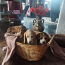Lätist beagle kutsikad (foto #5)