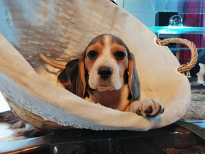 Beagle kutsikad Lätist (1 foto / 3)