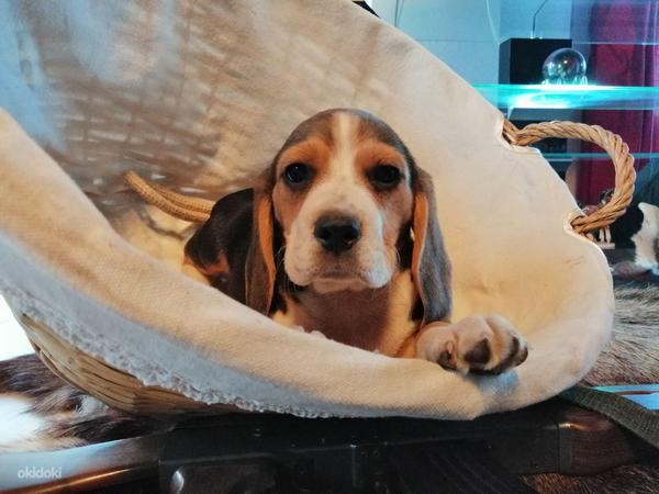 Beagle kutsikad Lätist (foto #1)
