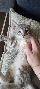Котенок (2 фото из 6)