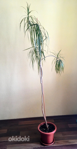 Palm