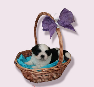 Shih Tzu (5 foto / 8)