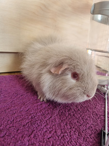 Pikakarvaline emane merisiga (2 foto / 4)