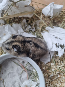 Džungaaria kääbushamster / hamster (2 foto / 4)