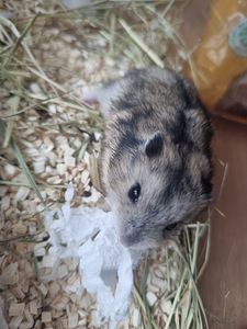 Džungaaria kääbushamster / hamster (3 foto / 4)