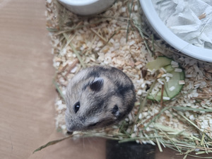 Džungaaria kääbushamster / hamster (4 foto / 4)