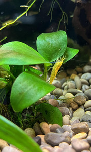 Kollased krevetid (Neocaridina) (3 foto / 3)