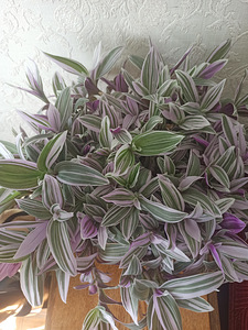 Tradescantia Albiflora Pink (2 foto / 4)