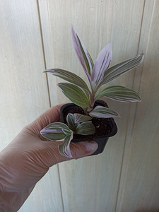 Tradescantia Albiflora Pink (3 foto / 4)