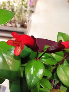 Aeschynanthus Mona Lisa (1 foto / 3)