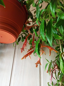 Columnea Schiedeana, Columnea Schiedeana (2 foto / 4)